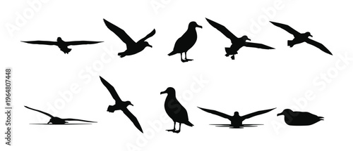 Seagull Silhouette Set — Black Vector Illustrations of Seagulls in Flight, Gliding, Standing, and Landing Poses for Coastal Design