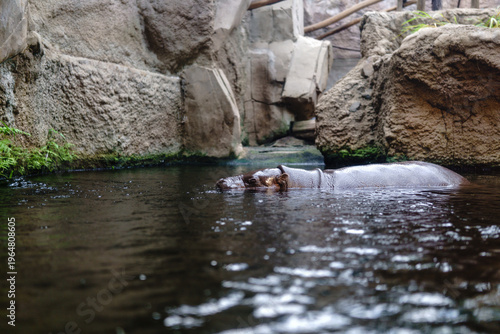 Bilde på lerret Hippopotamus partially submerged in water between rocks with only head visible