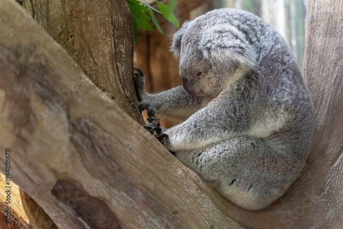 Photography Koala sitting, sleeping low on tree trunk with tired posture, creating visual metaphor of exhaustion and low energy