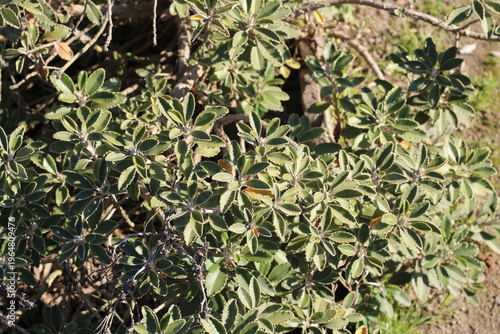 Photos Monros Ragwort, Keltariemu, Brachyglottis monroi, Asteraceae