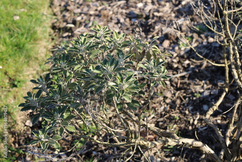 Obraz na płótnie Monros Ragwort, Keltariemu, Brachyglottis monroi, Asteraceae