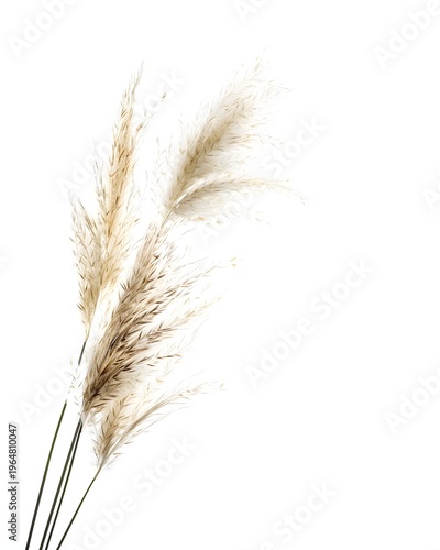 Tall ornamental grass stem with feathery top isolated on white background 