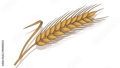 A closeup of ripe golden wheat and rye cereal ears isolated on a white background representing a natural harvest of grain seed for flour and bread