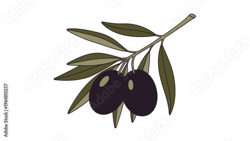Fresh vector illustration of a green Mediterranean olive branch with organic fruit and leaves isolated on a white background for healthy oil food ingredients.