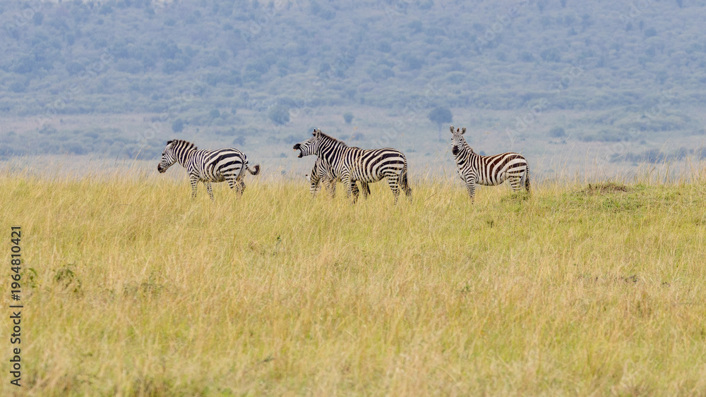 Naklejka premium Zebra stallion braying with his herd of Plains Zebra in Masai Mara National Park in East Africa Kenya KEN