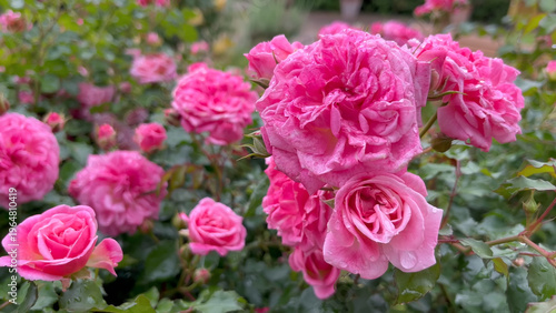 Photo of beautiful pink rose flowers in 
nature in sunny botanical garden. Buds of flowering plants. Picture for notebook cover, copybook, or calendar.