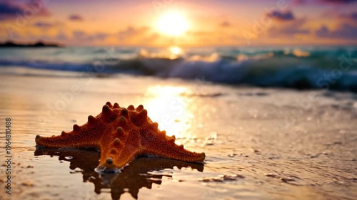 starfish on the beach at sunset.