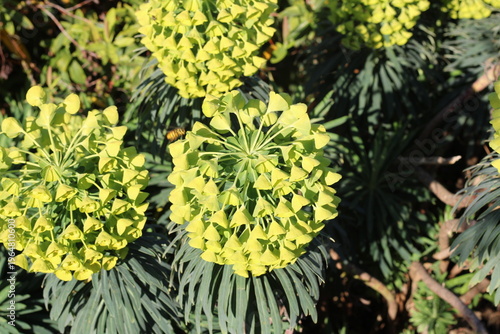 Wulfen Spurge, Euphorbia characias ssp wulfenii, Euphorbiaceae