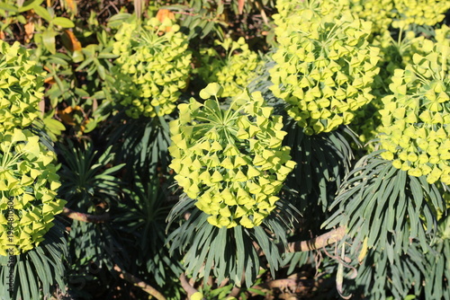 Wulfen Spurge, Euphorbia characias ssp wulfenii, Euphorbiaceae