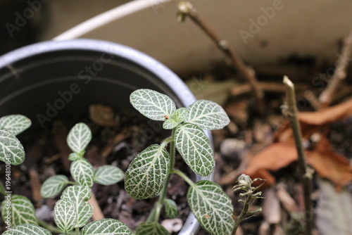 Nerveplant, Mosaic Plant, Fittonia albivenis 'Nana', Acanthaceae