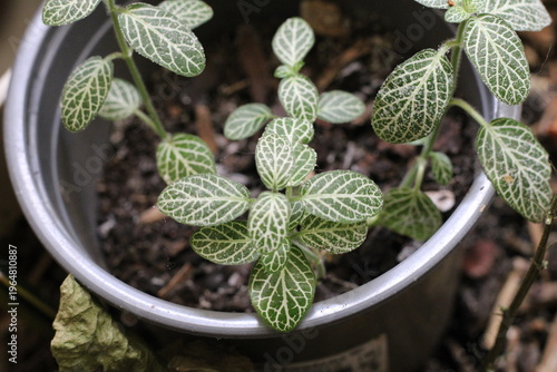 Nerveplant, Mosaic Plant, Fittonia albivenis 'Nana', Acanthaceae