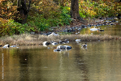 Cackling Geese on River