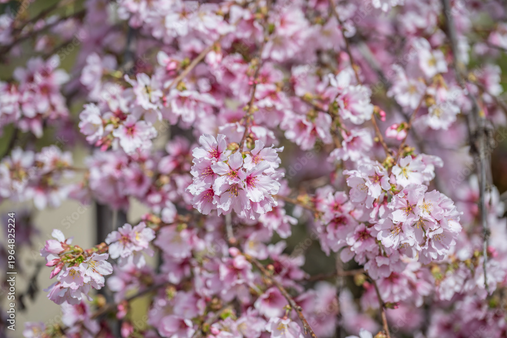 Fototapeta premium pink cherry blossom