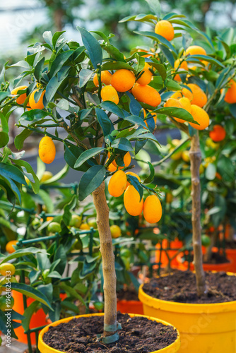 Fotografía Potted Nagami kumquat tree, Citrus japonica with small orange fruits growing in nursery garden center