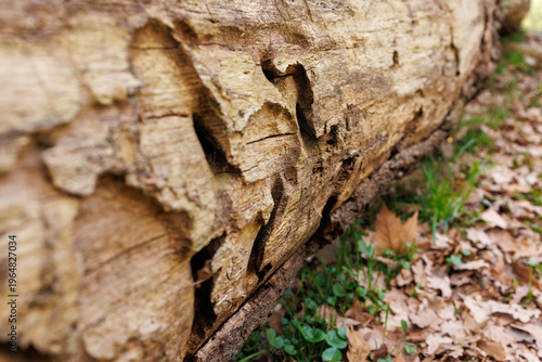Fotografia Old decaying log with insect damage and rough wooden surface