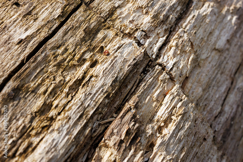 Fotografia Detailed macro of decomposed wood fibers with natural patterns