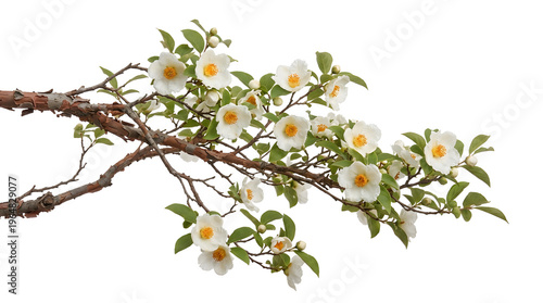 Simple white camellia flowers bloom sparsely along a textured, mossy tree limb.
