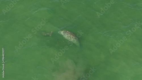 Aerial view of dugongs swimming in shallow green coastal water