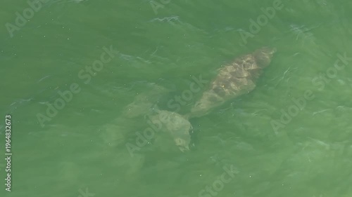 Aerial view of dugongs swimming in shallow green coastal water