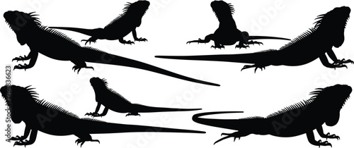 Iguana silhouette vector set. Reptile collection with detailed body, tail and pose variations. Black animal illustrations for wildlife design, nature themes and tropical concepts.