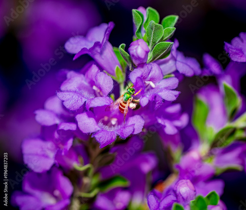 A sweat bee collects pollen from a Texas Sage bush near Phoenix Arizona