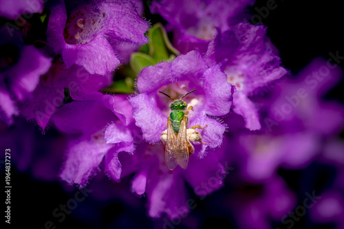 A sweat bee collects pollen from a Texas Sage bush near Phoenix Arizona