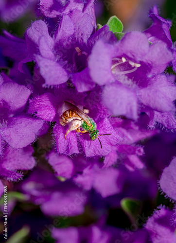 A sweat bee collects pollen from a Texas Sage bush near Phoenix Arizona