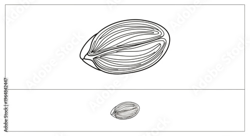 Detailed illustration of a single almond nut, showing its intricate texture and shape, with a smaller version below.