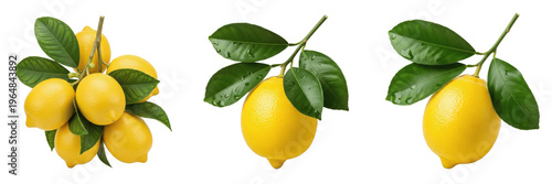 Fotografia Lemon fruit with glossy leaves on a branch isolated on white background, Citrus