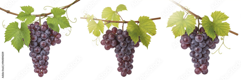 Fototapeta premium Ripe grapes hanging with leaves on vine branch isolated on white background, Vitis vinifera hanging grape bunch with foliage vineyard fruit isolated clipping path studio fruit image