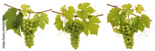 Quadro su tela Green grapes cluster with vineyard leaves on branch isolated on white background