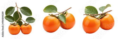 Billede på lærred Orange persimmon pair with leaves on branch isolated on white background, Diospy
