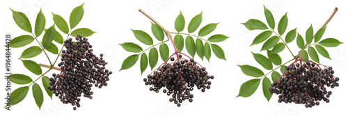 Vászonkép Elderberry cluster with compound leaves on a branch isolated on white background