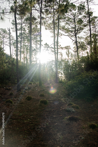Bosque de la montaña 