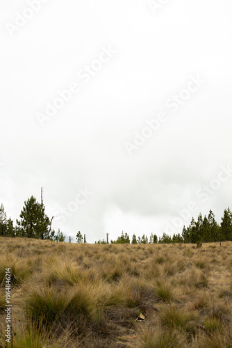 Bosque de la montaña 