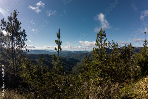 Bosque de la montaña 