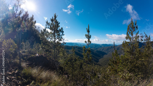 Bosque de la montaña 