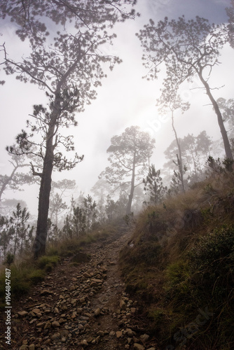 Bosque de la montaña 