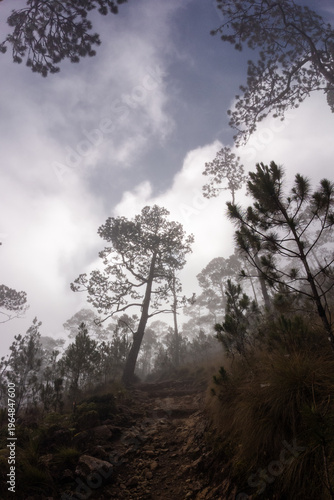 Bosque de la montaña 