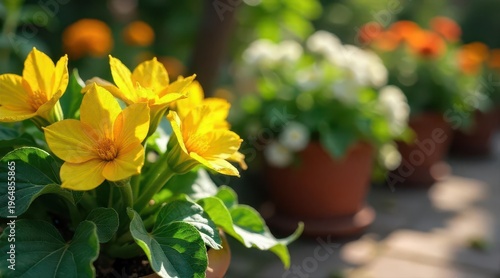 Vibrant Yellow Flowers in Terracotta Pots Basking in Sunlight, a Delightful Garden Scene