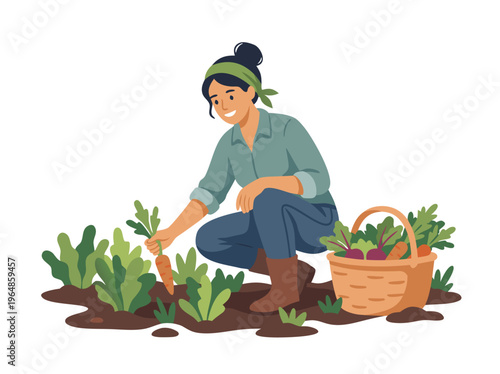 Woman harvesting fresh carrots from garden.