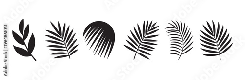 Collection of tropical palm frond silhouettes on white background, jungle leaves vector.