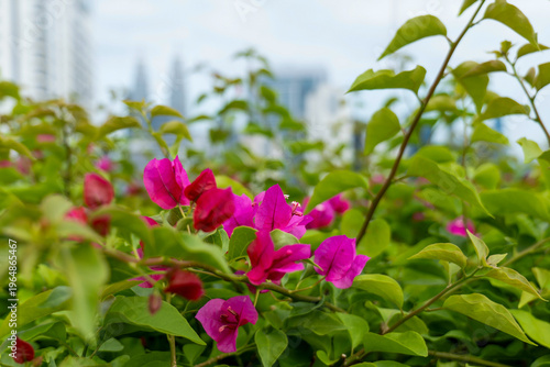 Photography Vibrant Pink Bougainvillea Flowers with Kuala Lumpur Cityscape Background