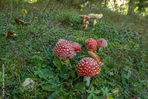 Canvas Print Amanita muscaria, commonly known as the fly agaric or fly amanita, is a basidiomycete fungus of the genus Amanita