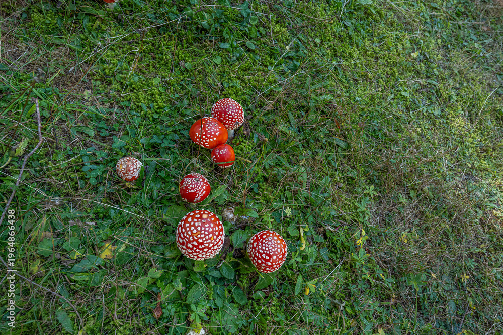 Ταπετσαρία Amanita muscaria, commonly known as the fly agaric or fly amanita, is a basidiomycete fungus of the genus Amanita