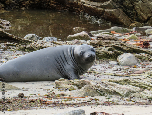 Angry Elephant Seal