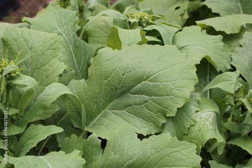 自然光に映える美しい緑のカブの葉の表情