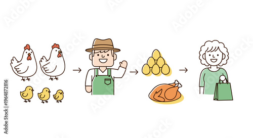 Farm to table chicken lifecycle from chicks and hens to eggs cooked poultry and consumer purchase