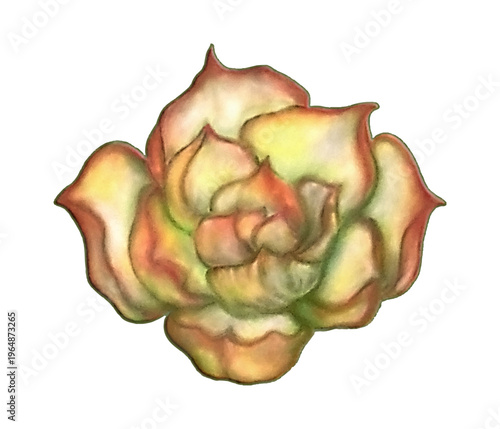 Hand Painted Succulent Flower in Warm Pastel Tones. pastel succulent rosette watercolor illustration isolated soft blended tones botanical plant close up decorative floral design
