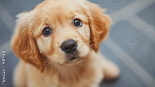 golden retriever puppy looking curious generative ai